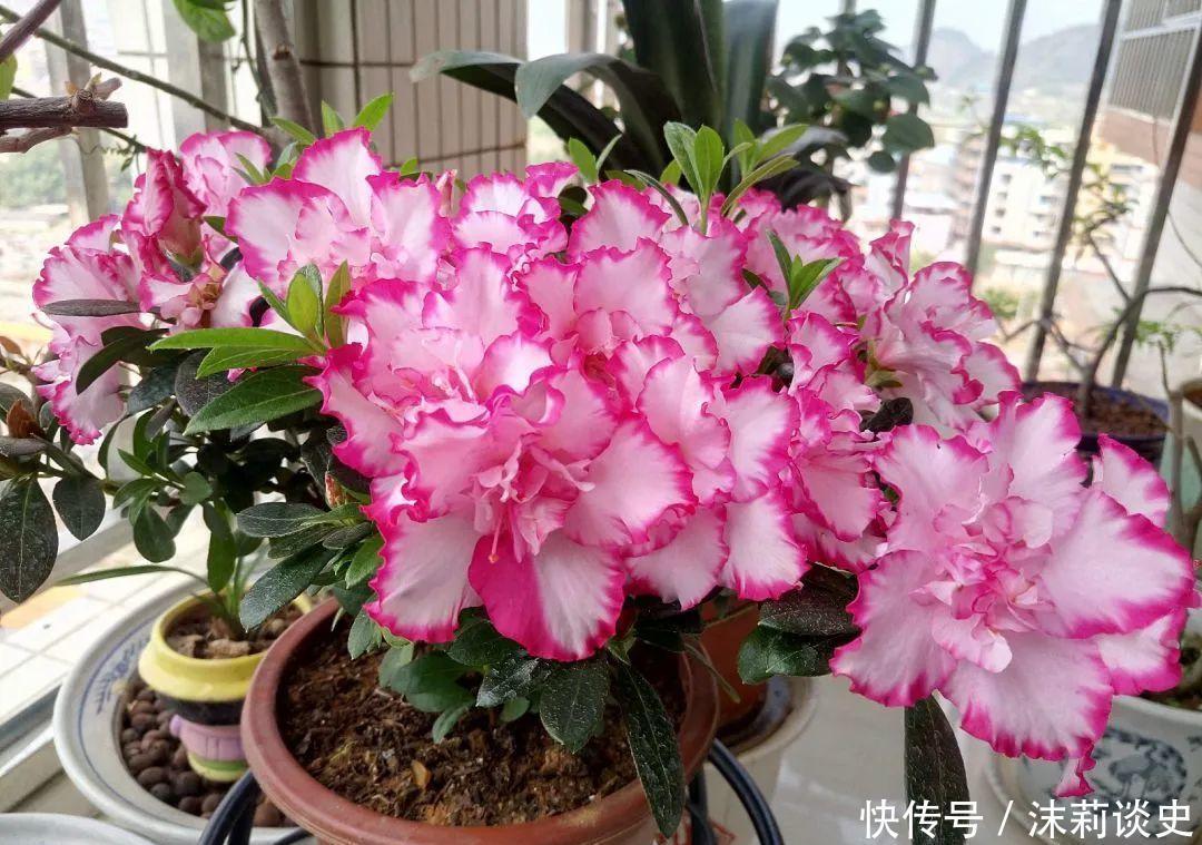 十大最受欢迎年宵花,学会挑选,才不上当