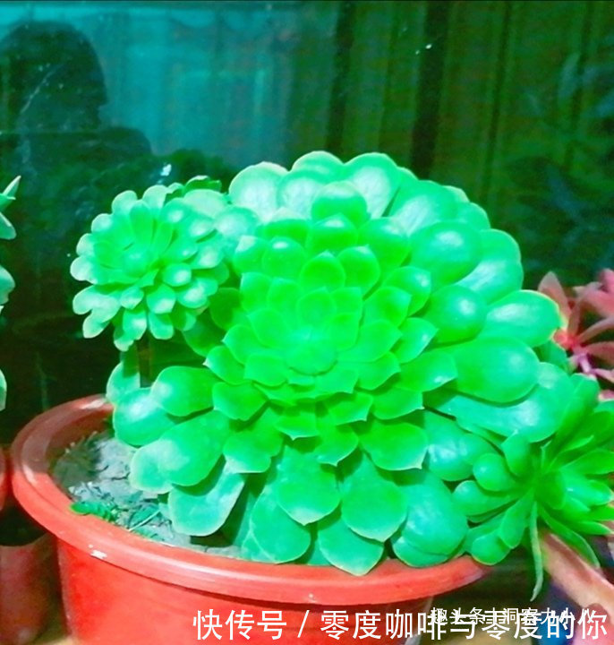 走下神坛的“三多肉”，叶色斑斓“易群生”，不出状态也很仙