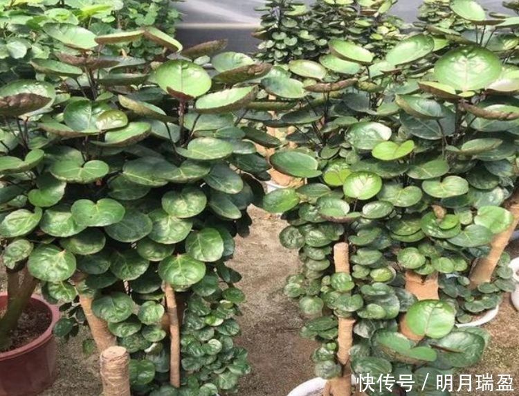 家里一定养的5种花,花开媲美玫瑰,花朵姿态万千,美