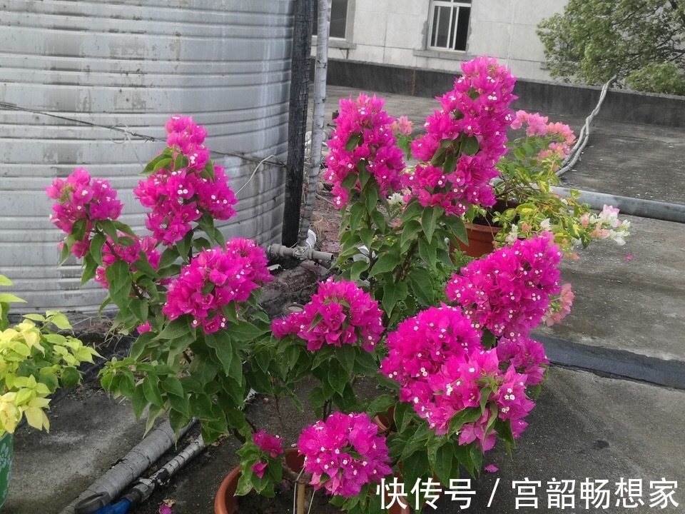 磷酸二氢钾|三角梅开花“零星点点”，干脆剪一刀，喂2勺开花肥，国庆开爆盆