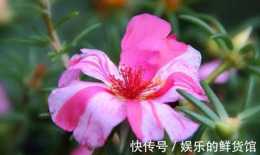 藏红花|从8月28日开始，家养此款花卉，一年多季开花，花朵清新优雅