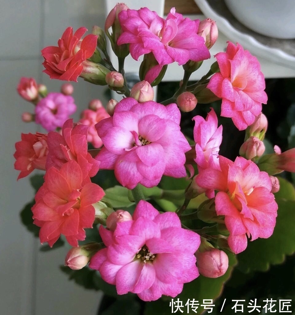花友评选出6种“良心”好花,价格不高、花朵都是“高颜值”