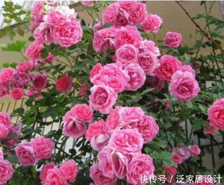 几款花一年四季开花不断，开起花来拦不住，美不胜收