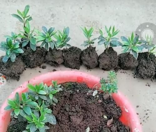 扦插杜鹃花，不用枝，掐个芽，插入矿泉水瓶中猛发芽