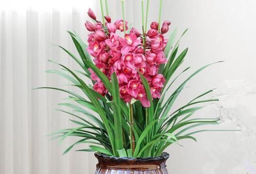 喜庆|8种花一到过年就开花,现在养正是好时候,花开灿烂、寓意吉祥