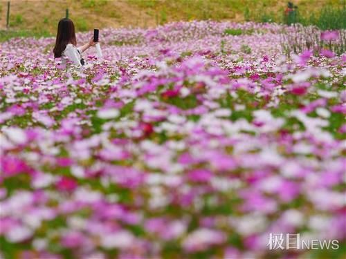 快来打卡！光谷现200亩“水彩”花海