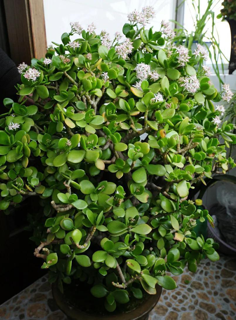 寒潮来袭！6种“怕冷肉”尽早搬到室内，否则容易冻伤