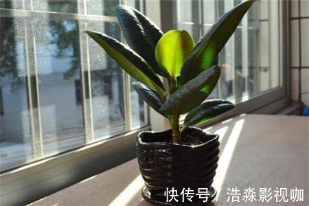 光照|橡皮树春天剪一刀，新芽蹭蹭长，小苗变大树