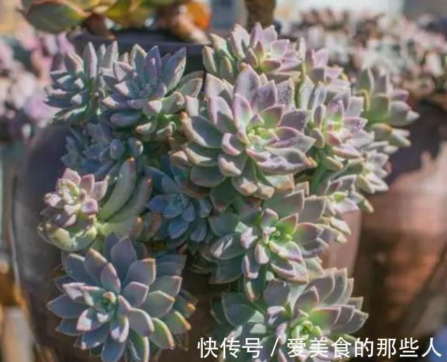 此款多肉短小肥厚，容易爆崽“流出盆”，养成悬崖桩真霸气