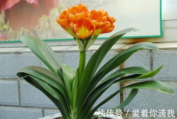 开花|君子兰开花不积极，勤做“三动作”，撒欢长不夹箭，绽放层叠群兰