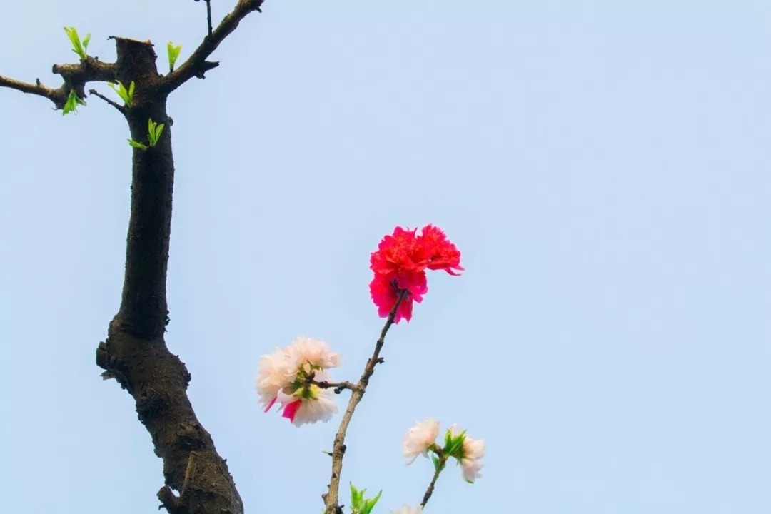 夕阳|细读十首刘长卿诗:日暮苍山远,天寒白屋贫