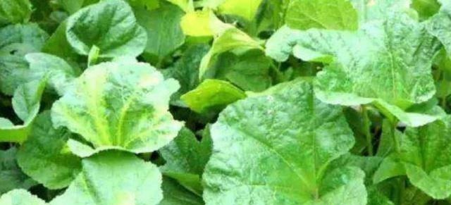 野菜|来自欧洲的进口野菜,常吃能降低胆固醇,在国内被称“百菜王”!