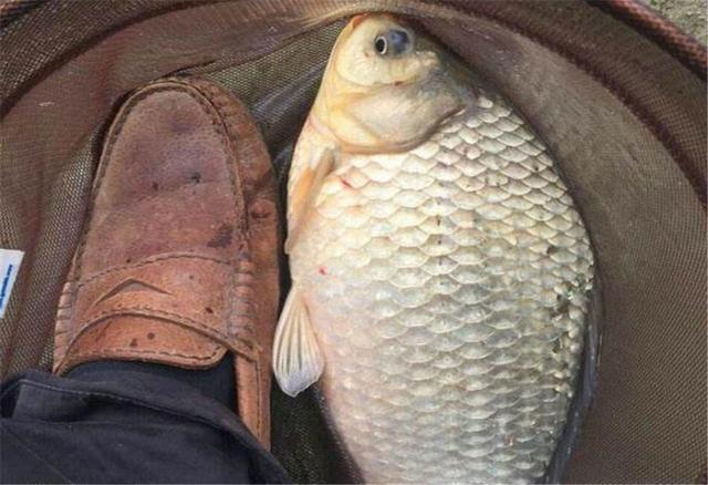 很多人都知道“钓鱼要钓草”，却不知还有下半句，这才是关键所在