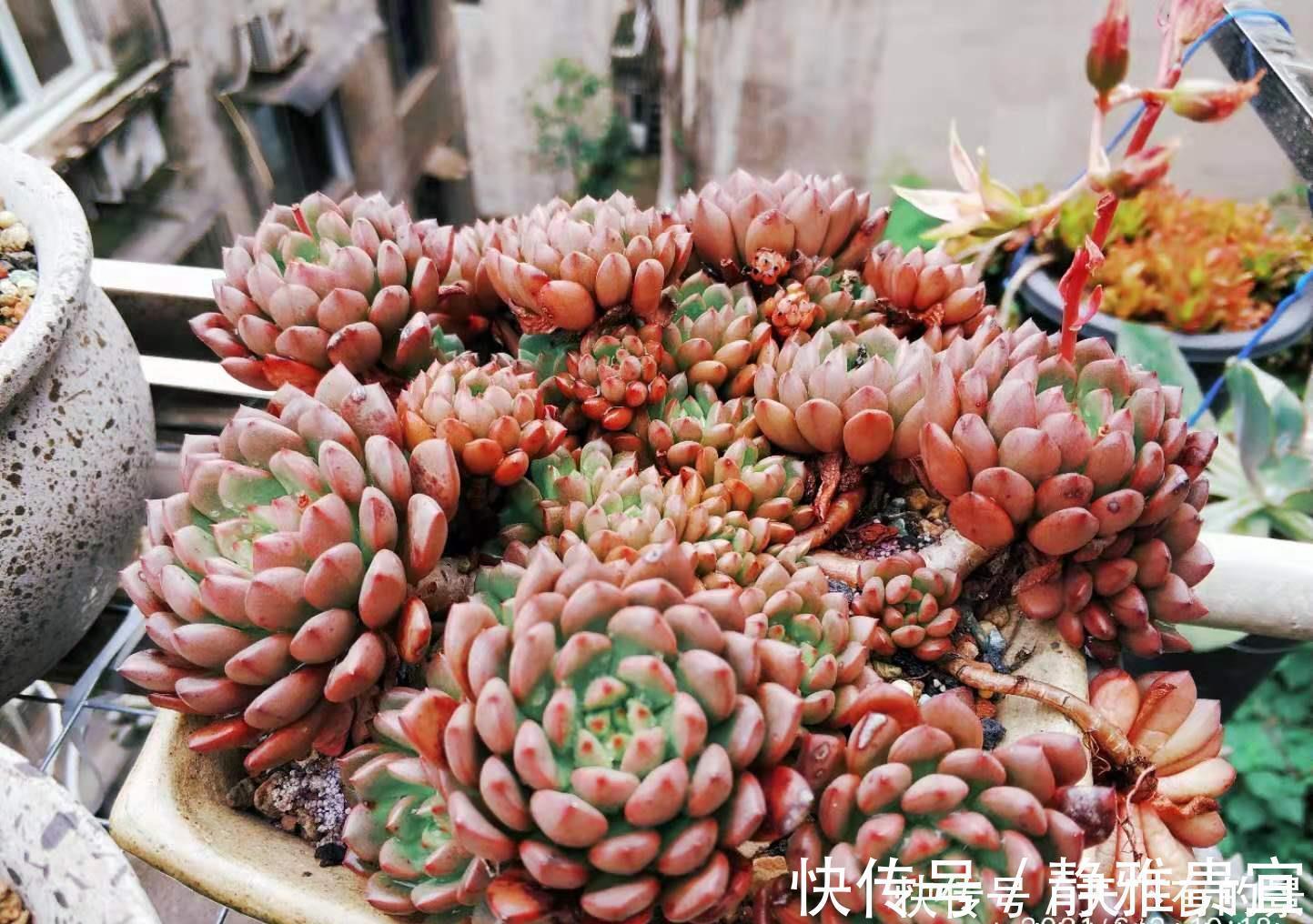 花箭|红宝石一直长花箭是咋回事？甭理它，它就是多肉植物中的“骡子”
