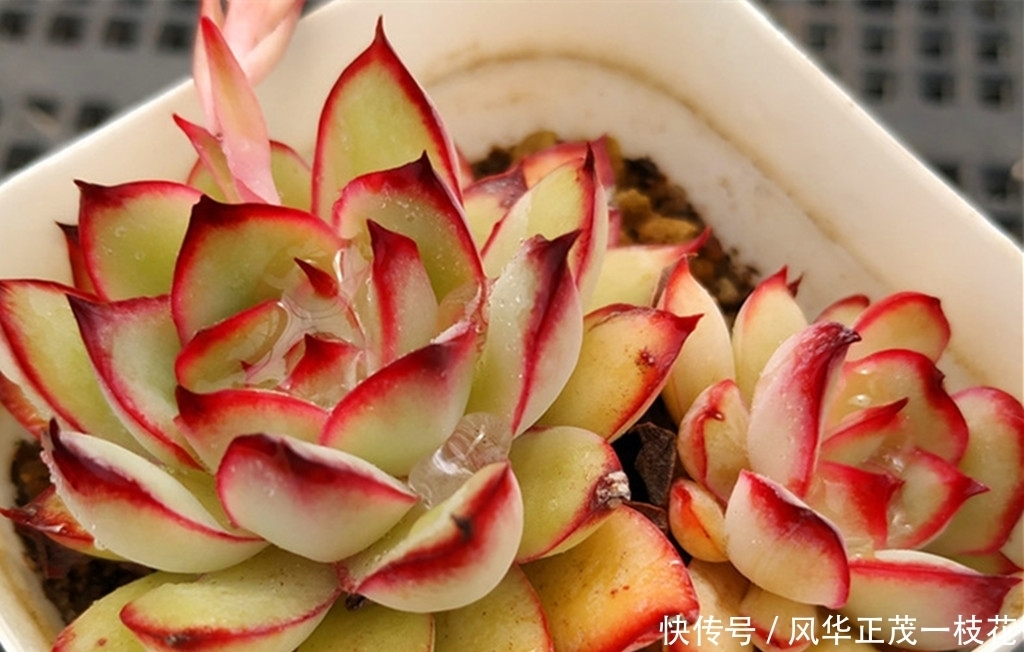 肉友们|多肉墨西哥灵隐,冬天这样养护更显花容月貌,比春秋露养还美