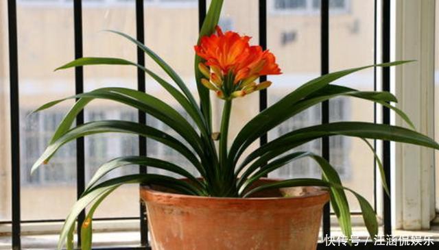 君子兰不开花,却不知道问题在哪老花匠这些地方有讲究