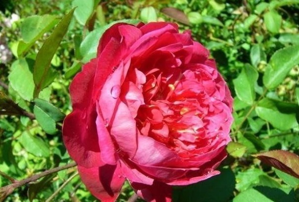 新手养花,不如养盆花中精品“布里顿玫瑰”,红艳欲滴,气质典雅