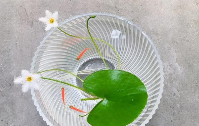  价值|5种罕见植物，只长一片叶子一根茎，价值却很珍贵早看早知道