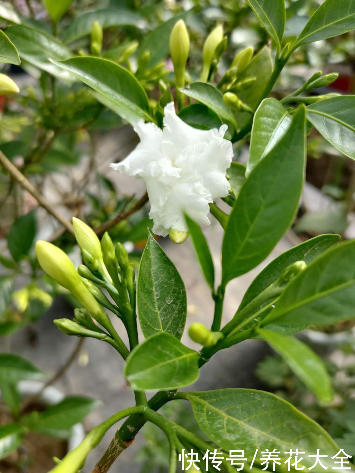 这种花名字虽土，开花却很美，像极了茉莉花