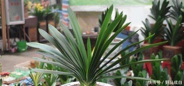 芒种过后,自制3种“浇花肥水”,一个月喂2-3次,根壮叶绿、花艳