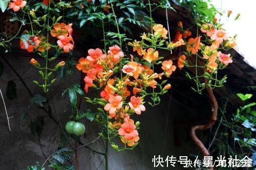 养护|有个小阳台不要错过4种花,春天猛长新叶和花苞,邻居看了都羡慕