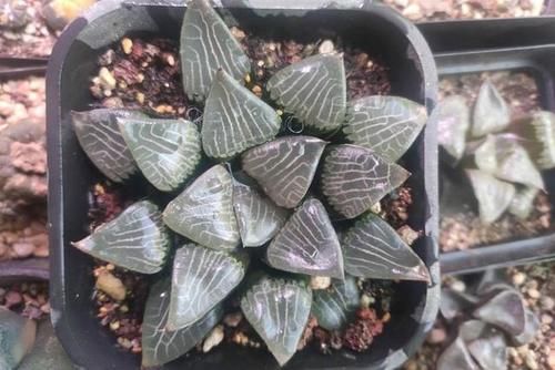 没有景天科多肉的阳台照样很惊艳，摆满仙人球和十二卷，百看不厌