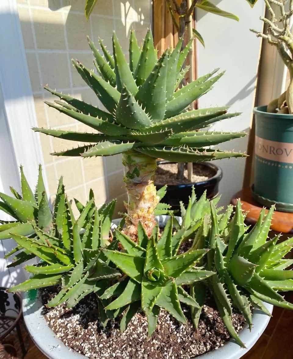 这5种耐旱花，浇水要小心，不烂根不黄叶，养旺很简单