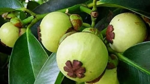 聪明的人爱吃3种食物，补铁补血，营养丰富，好处多多！