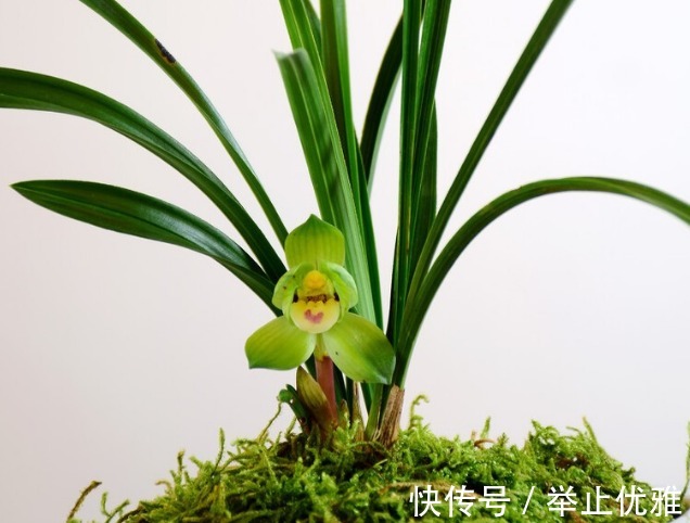养分|养殖兰花和君子兰始终不开花,不是技术不行,是四点没做好