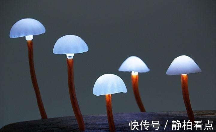 古代蘑菇中毒的解药,倭国僧人宁死不吃!