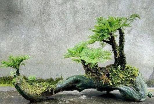 养卷柏无需花钱买幼苗，野外寻些带回家，这样处理制成漂亮盆景
