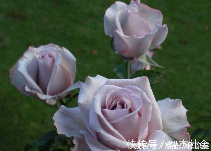 20款紫色月季品种。浓香、抗病非常好养,天然紫色唯美盛开