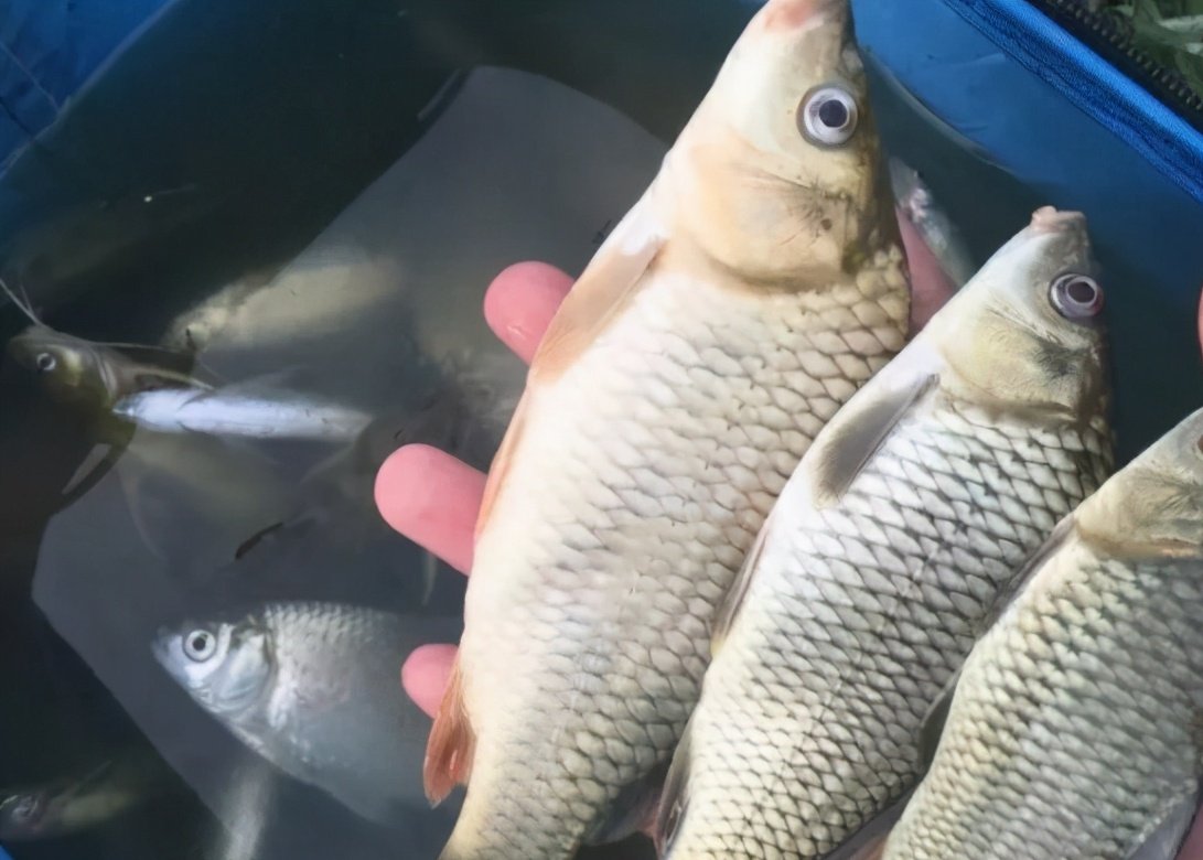 穿蚯蚓时把钩尖露出来会影响鱼吃饵吗？老钓友是这样解释的