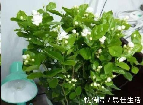 这10种花超级怕冷，再不搬进屋，小心只剩下盆了