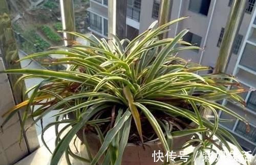 新鲜柚子皮,到了冬天,可是养花的“大宝贝”!