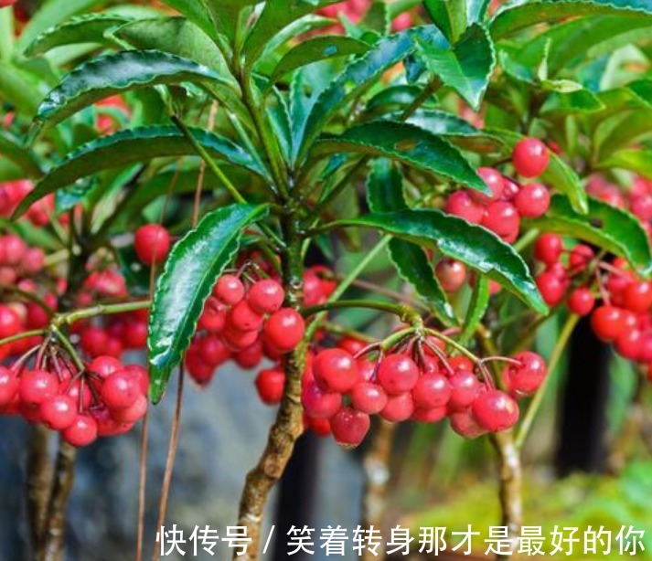 4种高颜值“网红花”,开花漂亮又好养,寓意吉祥,家里养真适合