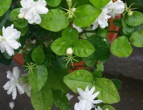 盆栽|浇这几样水溶液,居家盆栽茉莉,无需担心开花少的问题