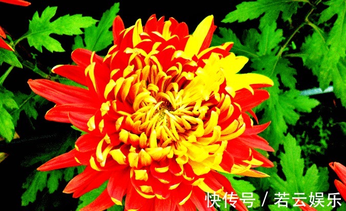 金红竞辉|喜欢菊花,就养盆“菊中珍品”金红竞辉,似红金赛舞,妖娆动人