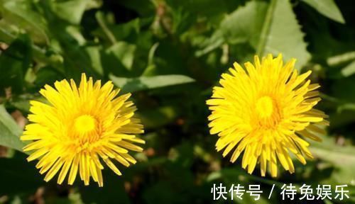 灰灰菜|人没老,腿先老!3种野菜经常吃,钙是鸡蛋5倍,一分钱都不花