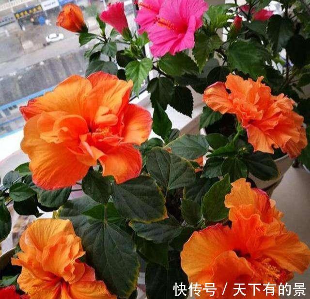 超长待机的3种花,一年开三季,好看又霸气,春天养一盆,刚刚好