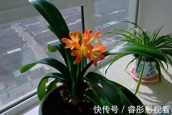 卧室可以放君子兰吗：卧室放君子兰净化空气(可以吸附灰尘)