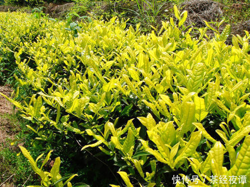 茗茶百科：白鸡冠，武夷山岩茶四大名丛之一