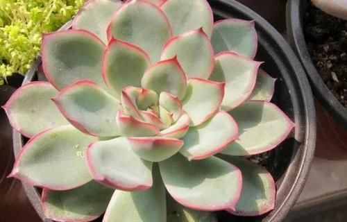 多肉,为什么自己养了一段时间就“变瘦”?原因全在这里