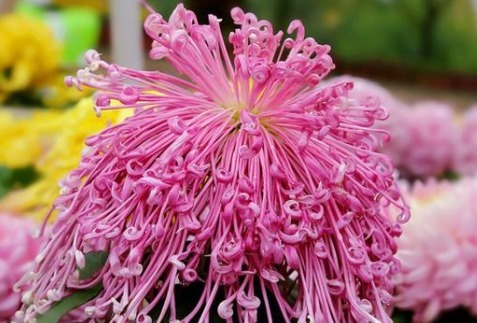 菊花|喜欢菊花,不如养盆“珍稀名菊”安吉拉,似仙女下凡,美极了