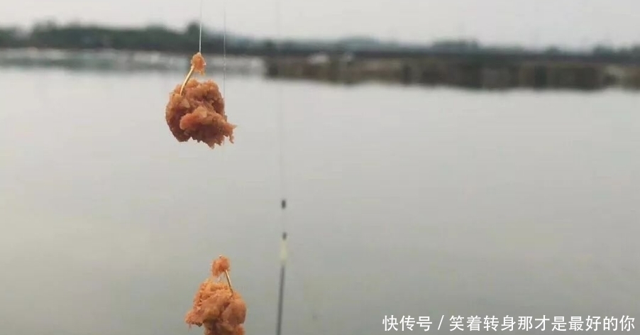 原则|夏钓鲫鱼,掌握这三个原则以及蚕豆粉的妙用,鲫鱼只能乖乖入护