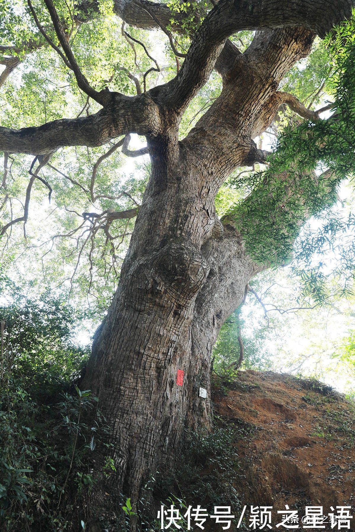 湖村无湖，湖村之名，徒有虚名