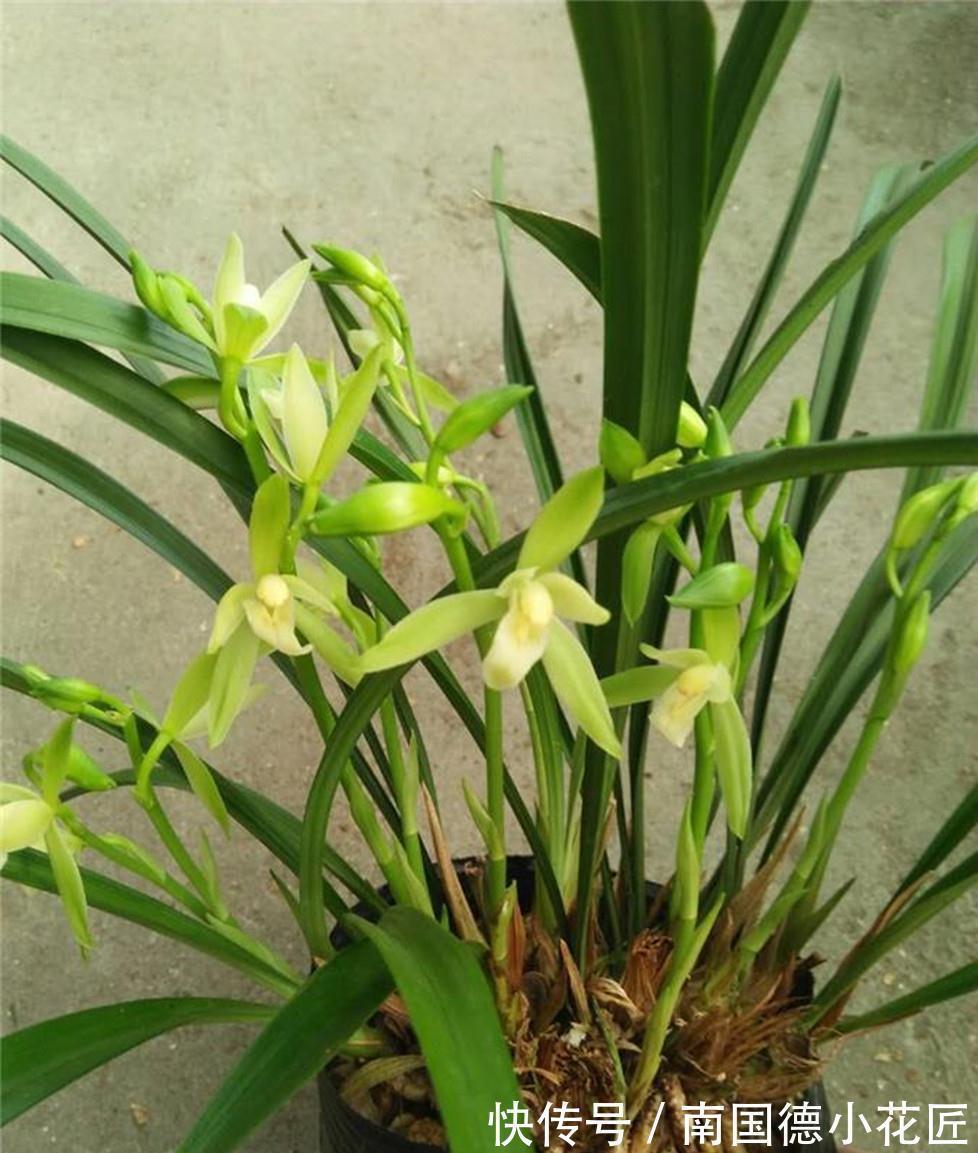 花香|此种兰花怎么看都美,比白菜便宜,花香四溢,勤花勤草好养活