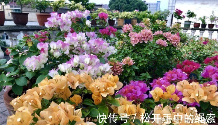 浇水|5种花干养最好,植株健壮能开花,湿养会送命!