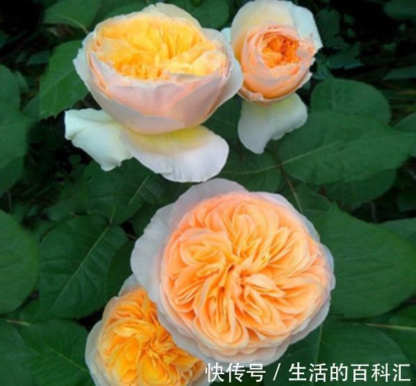 圣女贞德|盘点10款经典的月季花，皮实好养颜值高，总有一款适合你