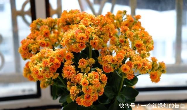 此花是世界名花,冬春季盛花,花期超半年,种养容易,室内也能养!